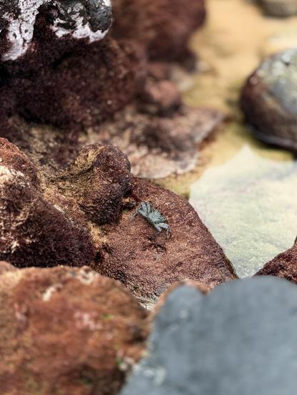 A tiny mottled crab rests amid rust-coloured, mossy rocks at the edge of a tide pool