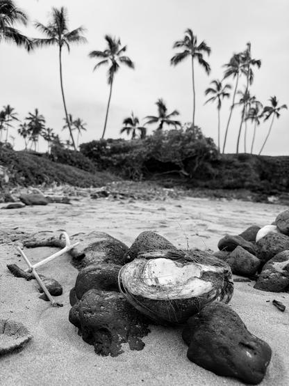 Black and white. A split coconut rests on some lava rocks amid the sand on the beach, with washed up driftwood and palms rising in the background.