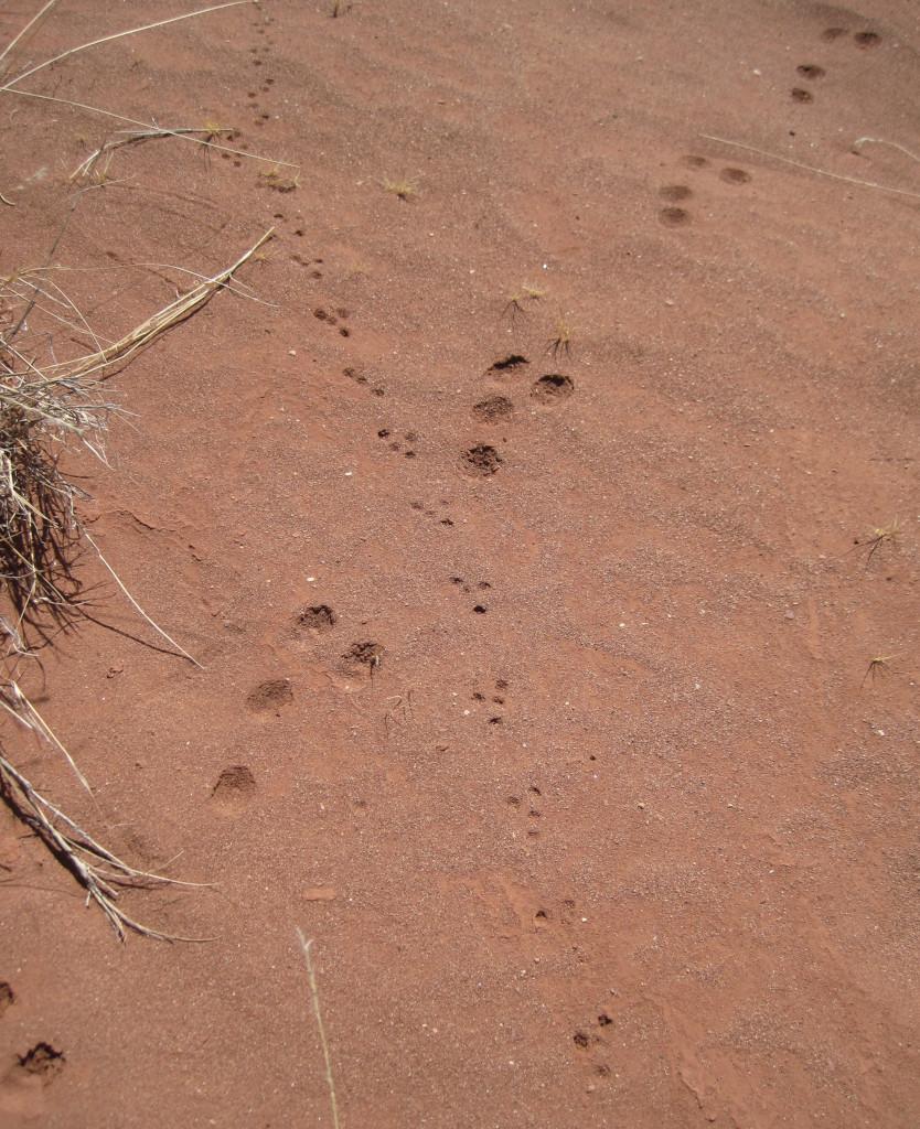 Two sets of animal tracks in fine red sand, crossing near the center of the picture. The tracks from lower left to upper right are from a much larger animal than the ones from lower right to upper left. The large tracks have two oval prints side by side in front, then one centered behind the front prints and a fourth considerably farther back and to the right. The small prints are much less regular, with no set of four having quite the same arrangement. No details like toes or claws are visible in either set.
