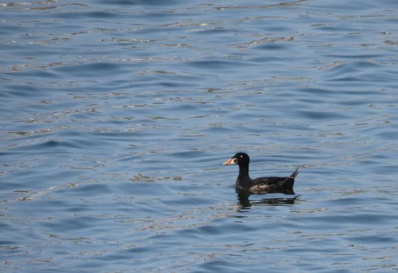 Surf scoter