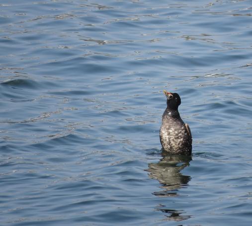 Surf scoter