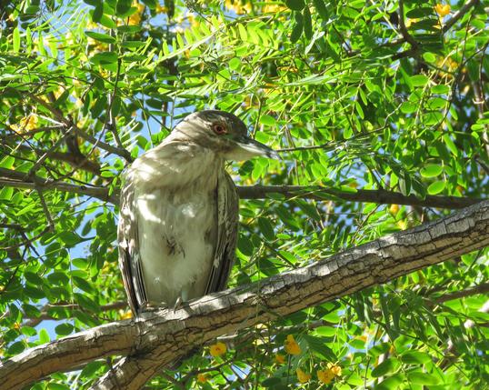 Black-crowned night heron