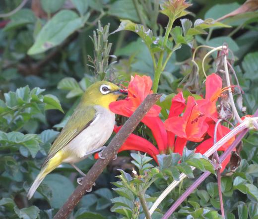 Swinhoe's white-eye
