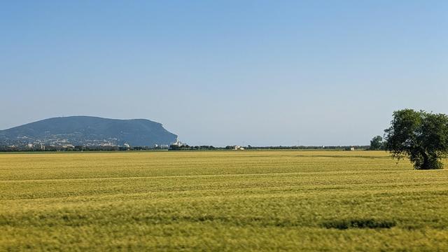 Green field with the Conero Mountain in the background