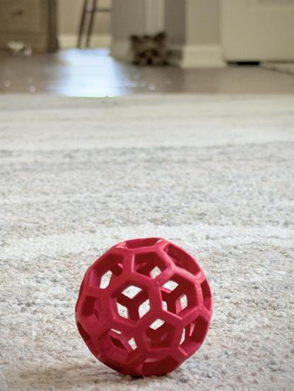 A red ball sits on the living room carpet in the foreground, fully in focus. Far off in the blurry background, we see a tiny Yorkshire terrier down on its haunches intently staring at the ball.