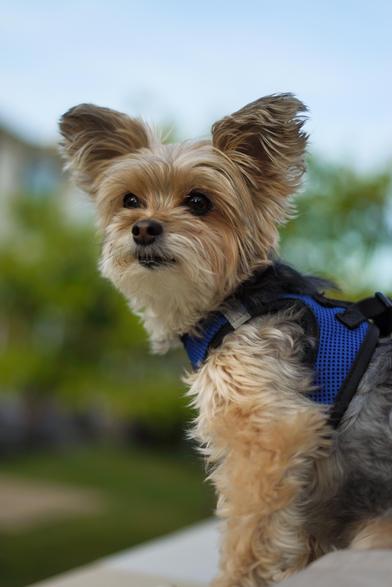 A Yorkie with rather overgrown fur looks towards us into the distance, wearing a tiny blue harness, set against a background of bokeh