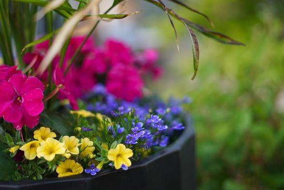 A very shallow depth the field photograph of small purple, yellow, and fuchsia flowers, with some scraggly palm leaves dangling over them