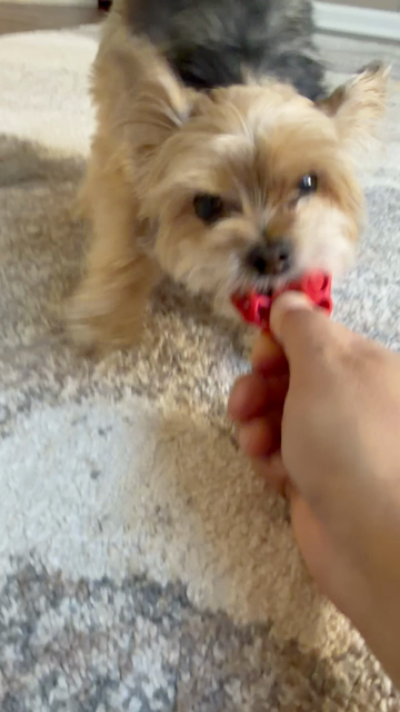 Teacup yorkie growls as she tries to pull a red rubber ball out of my grip
