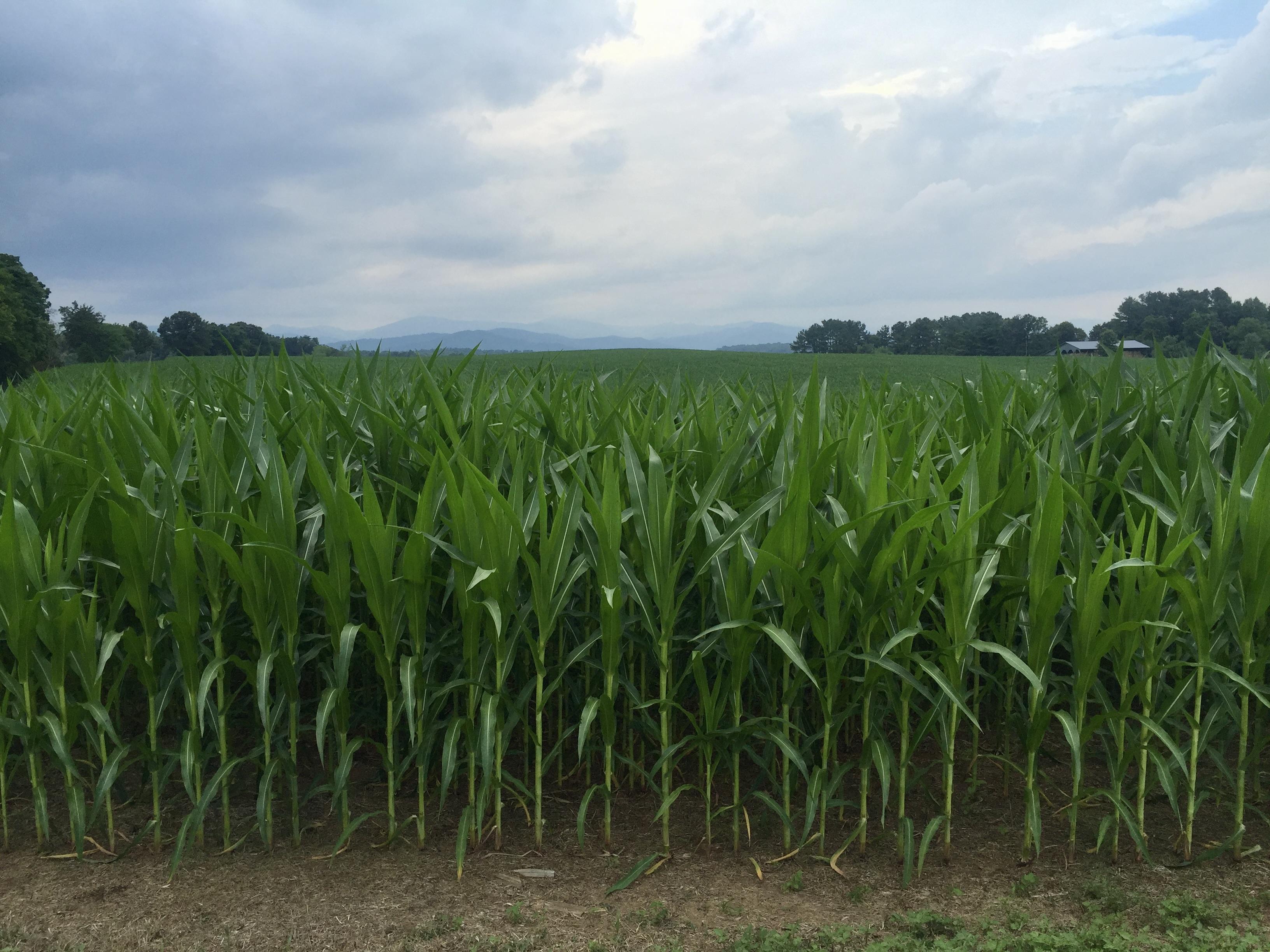 A wide young cornfield, with blue mountains on the horizon and rain clouds, a barn in the distance.