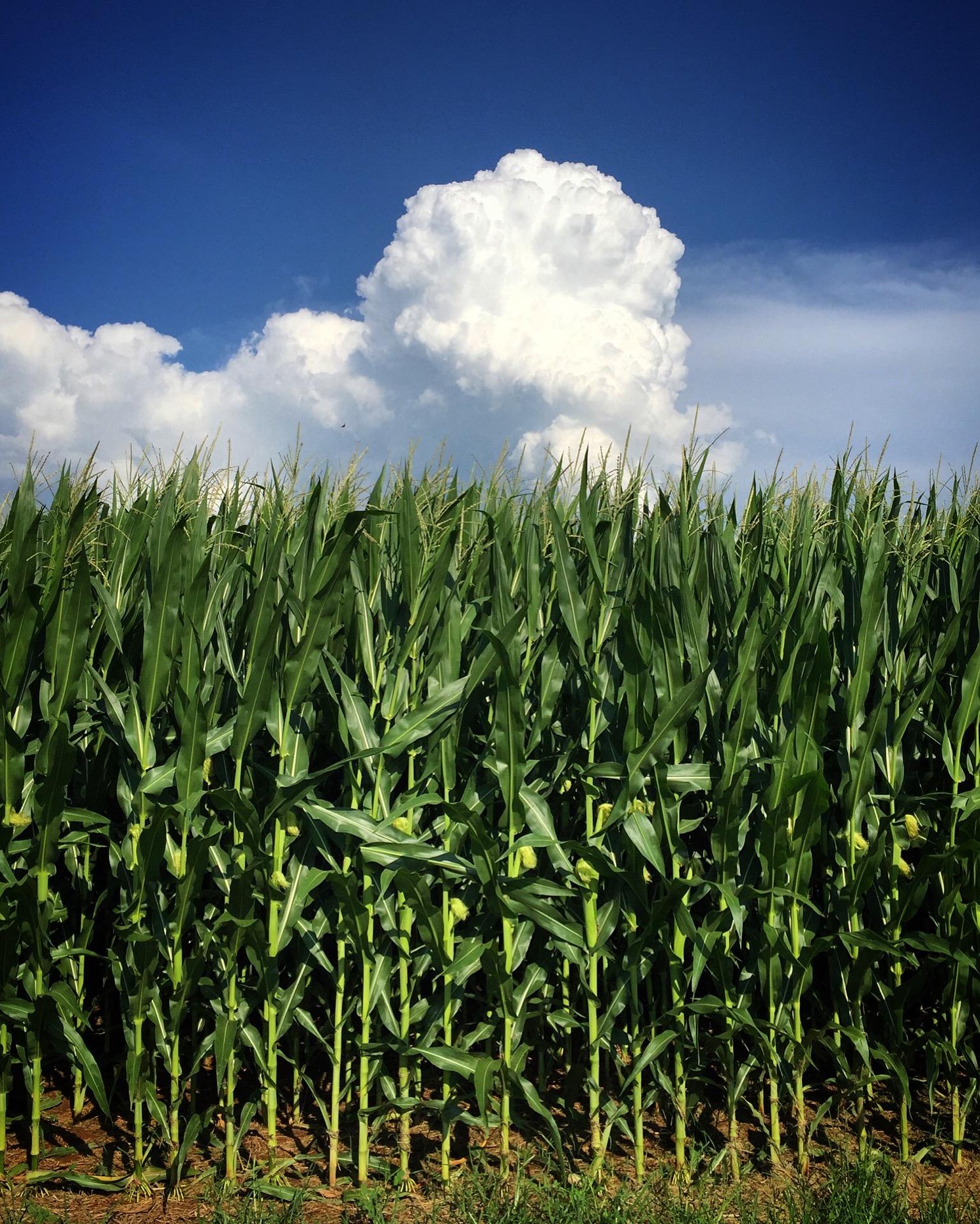 Tall corn topped by blue sky over white summer storm clouds on a sunny day.