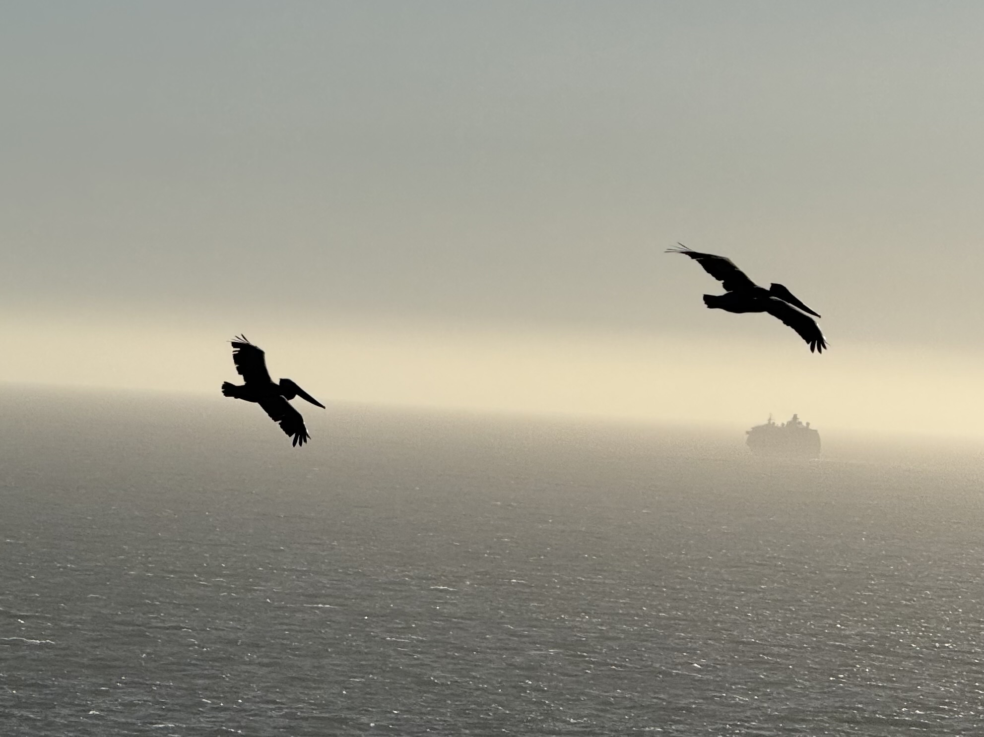 pelicans over the ocean, with a cargo ship on the horizon