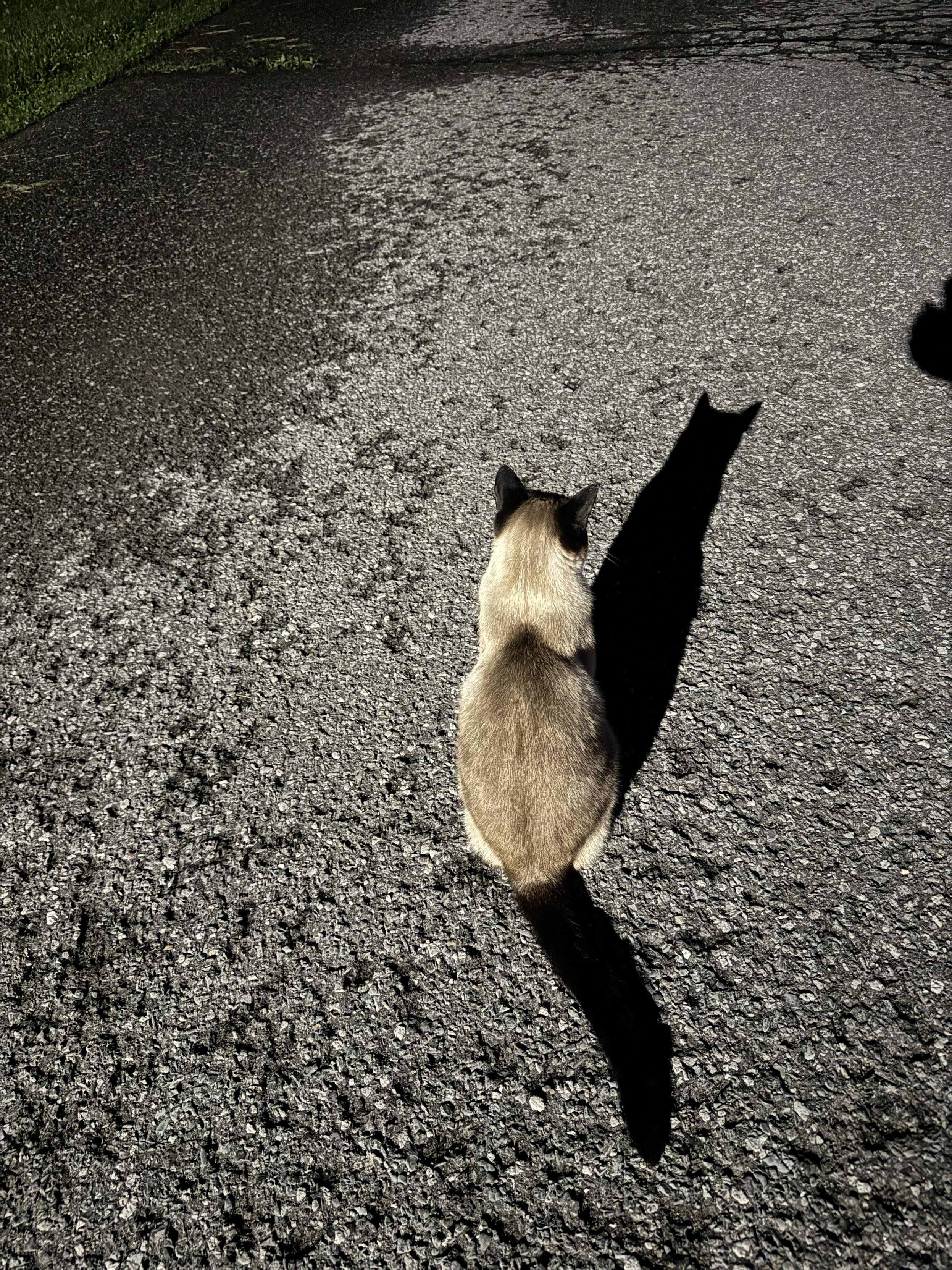 A Siamese cat looking at its shadow.
