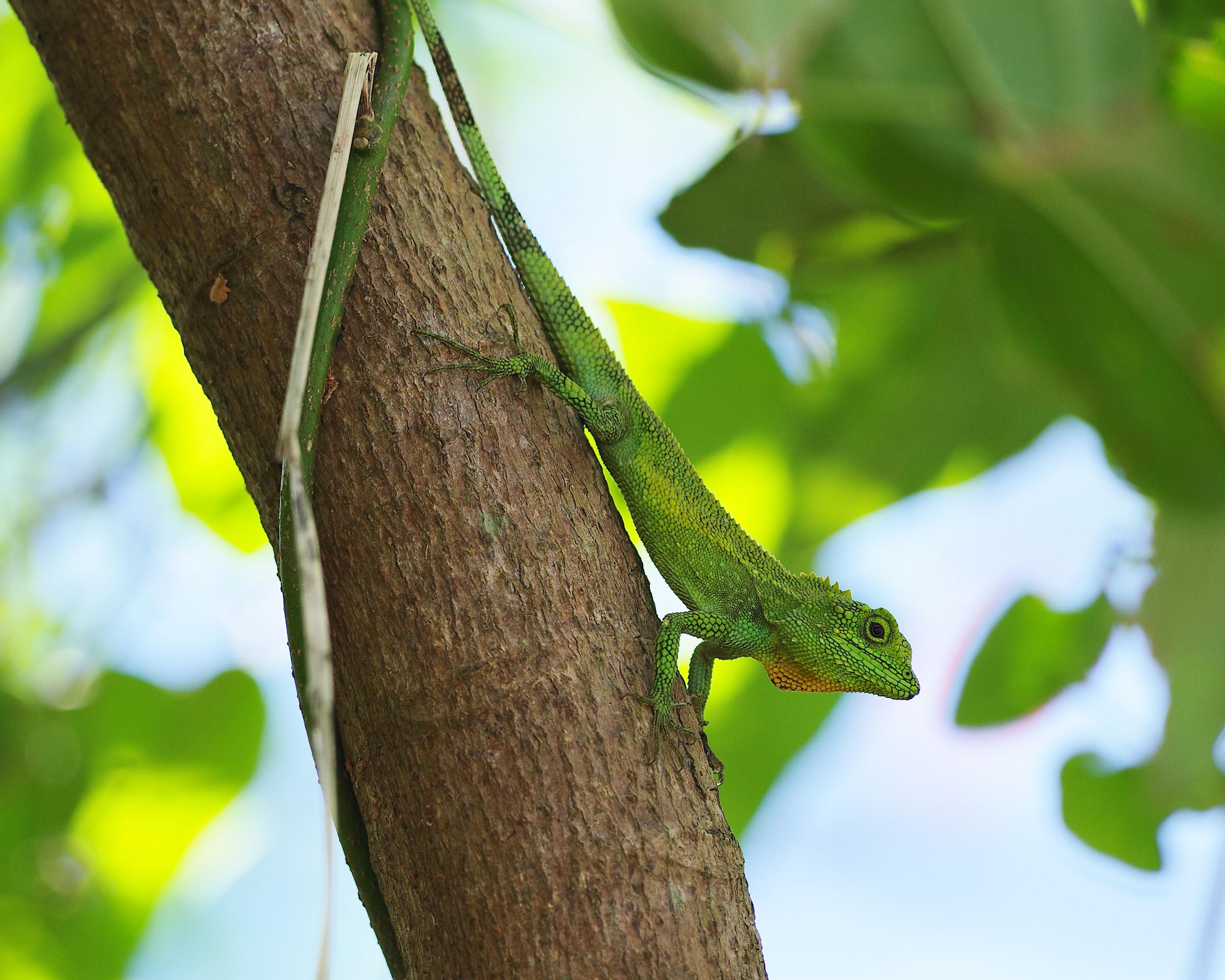 An Okinawan tree lizard.