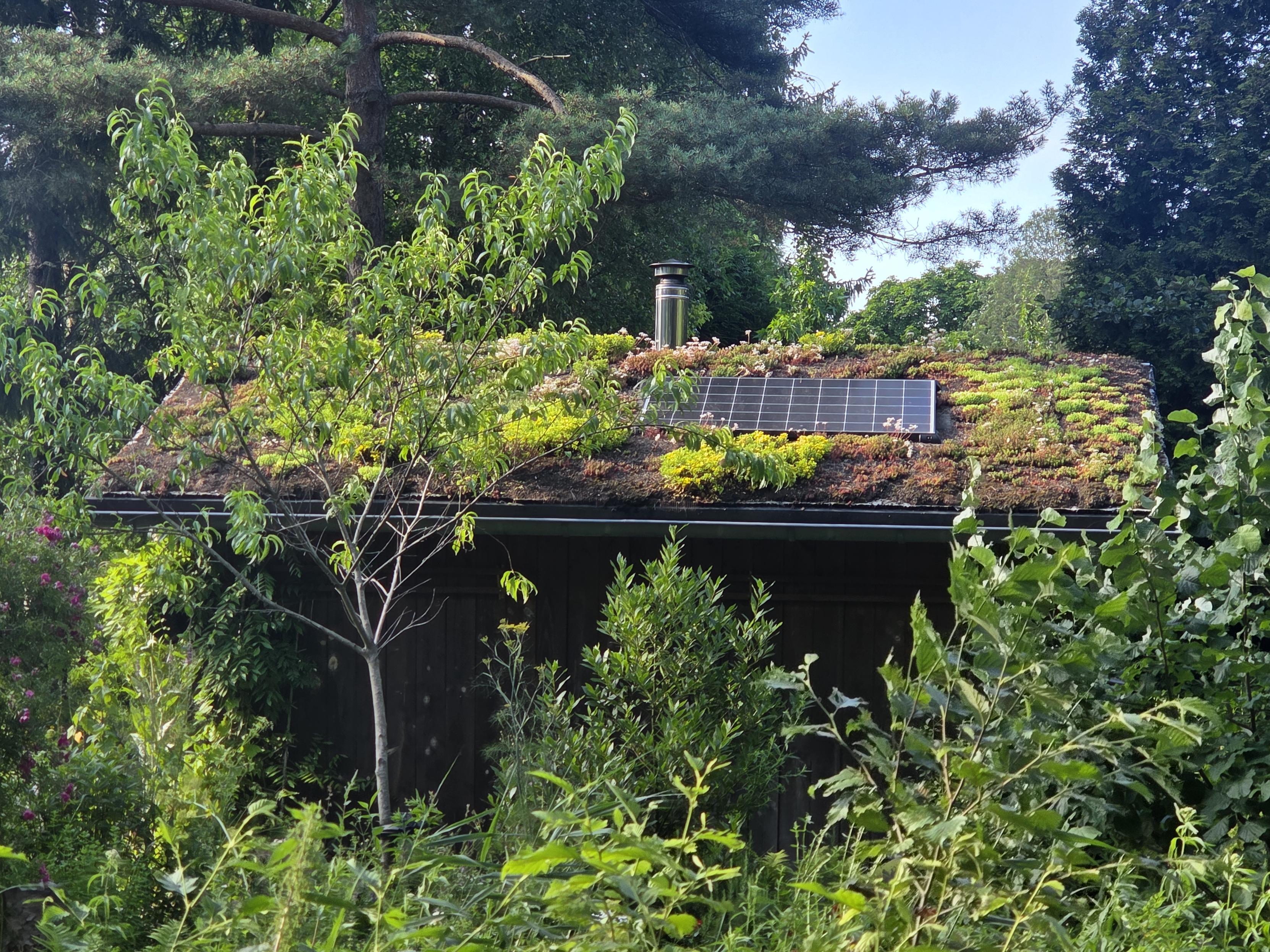 Is it moss or are these succulents growing on this little house in Westerpark, Amsterdam? Either way, it's Sunday