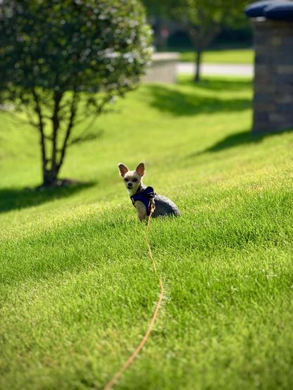 The worlds objectively cutest yorkie sits in the grass, absorbing the sunshine, contemplating