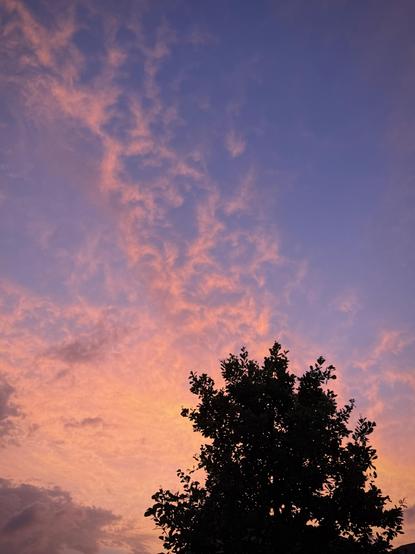A tree is silhouetted against a stunning sky of salmon and blue tending towards violet, the fragmented texture of the clouds echoing the leaves