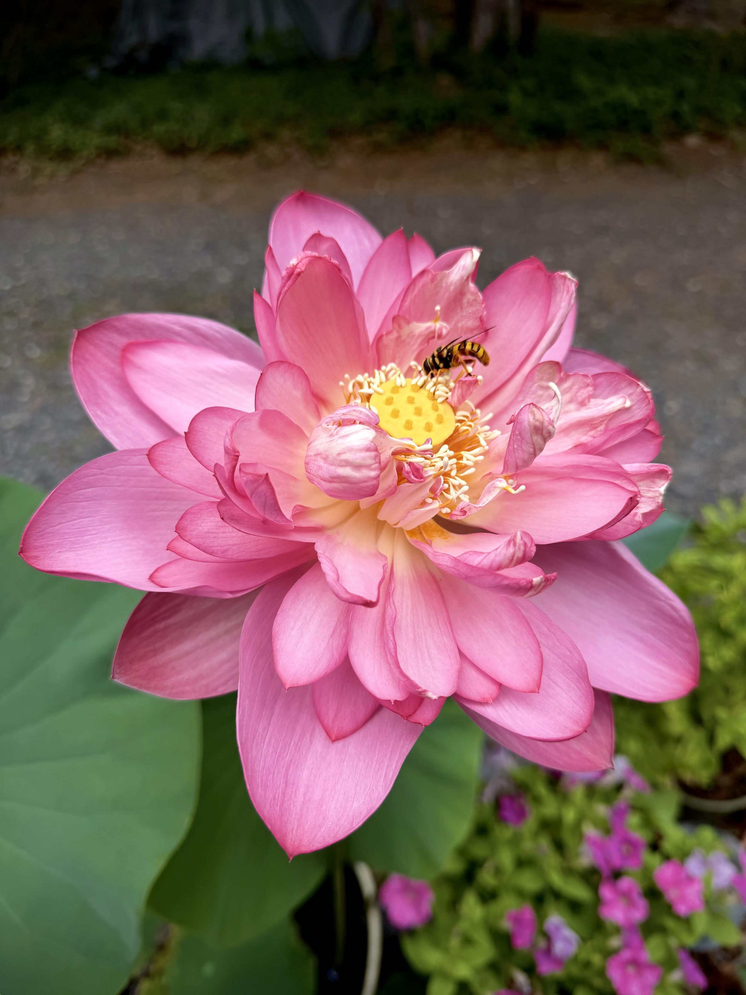 Frilly pink lotus bloom in a garden.