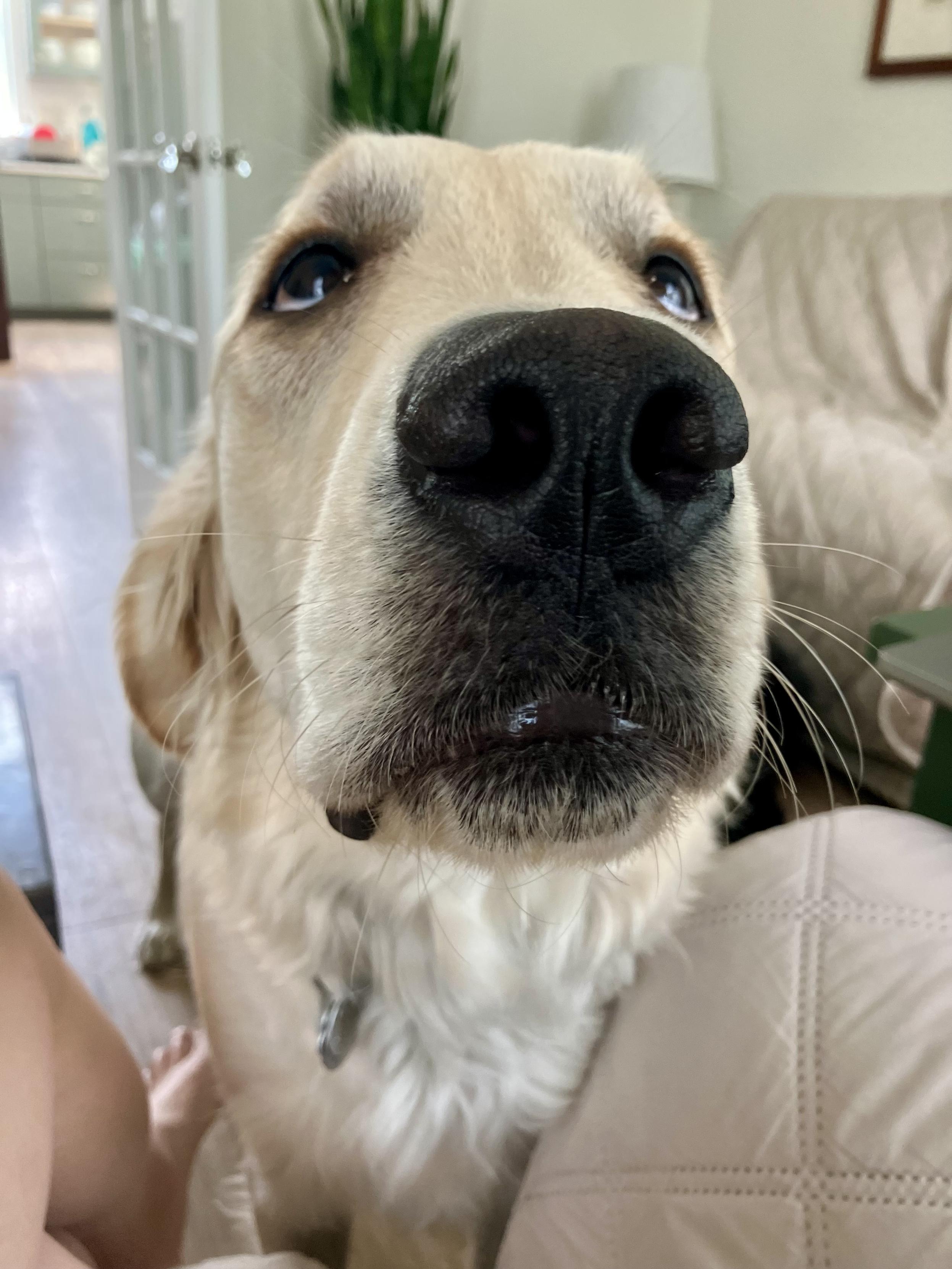 Head shot of golden retriever zoomed in on raised snout, with his eyes looking a little unfocused.