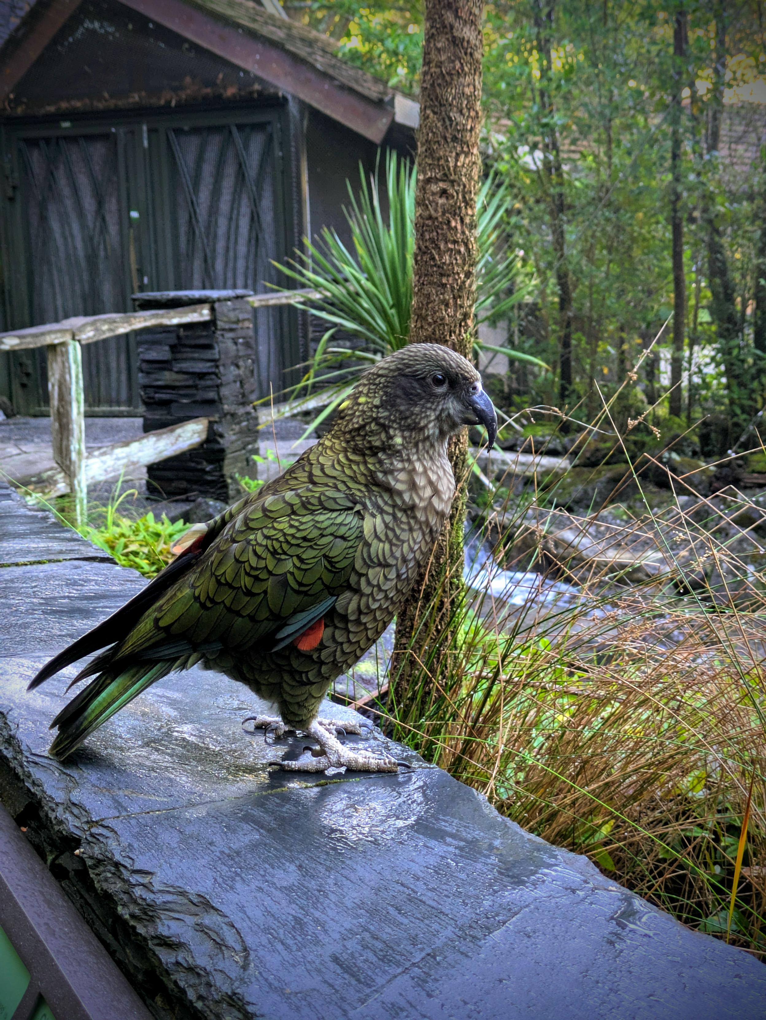 Photo of a Kea
