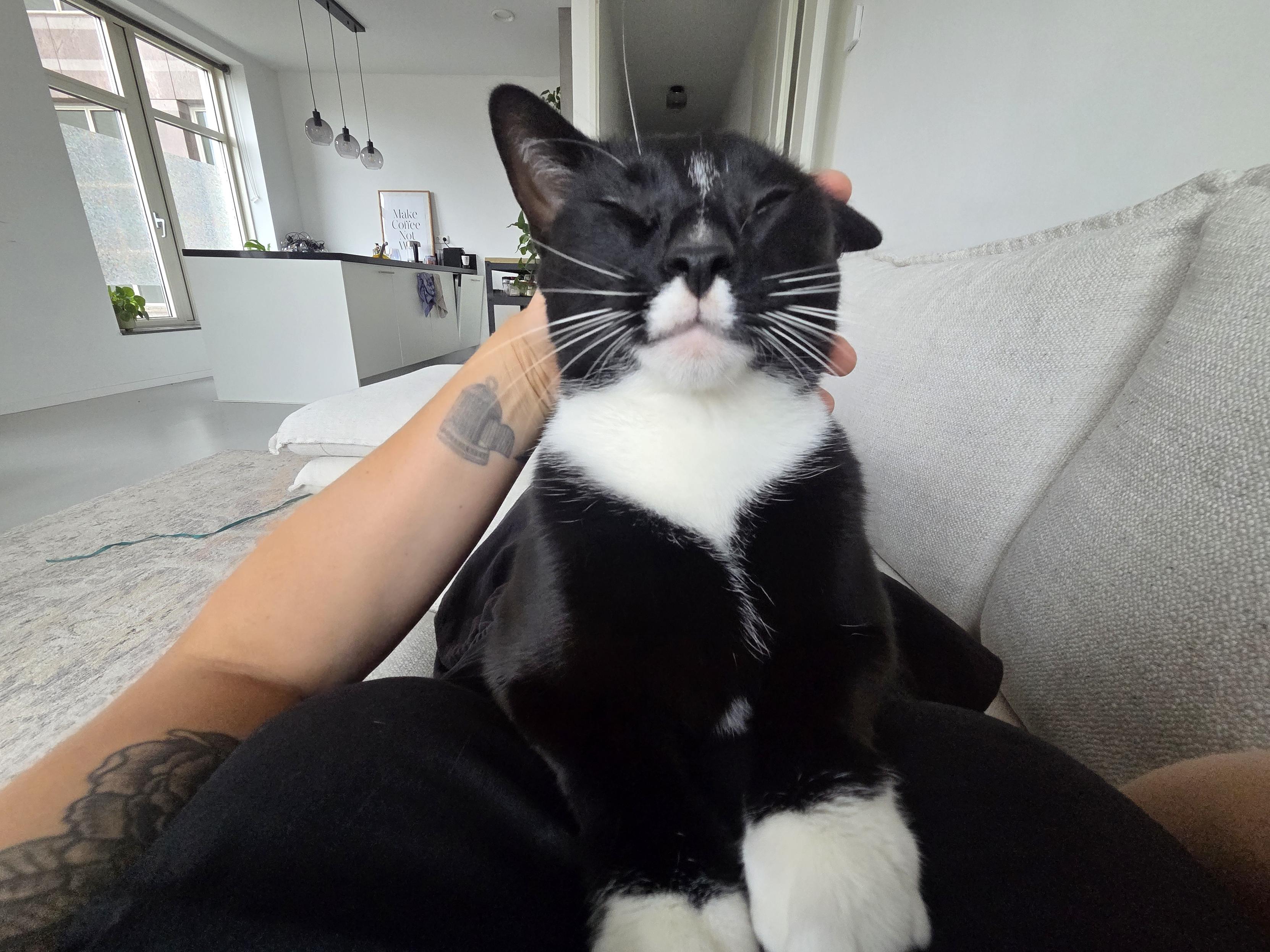 Wessie the smol tuxedo cat laying on me and receiving pets. Normally this cat couldnt even sit still