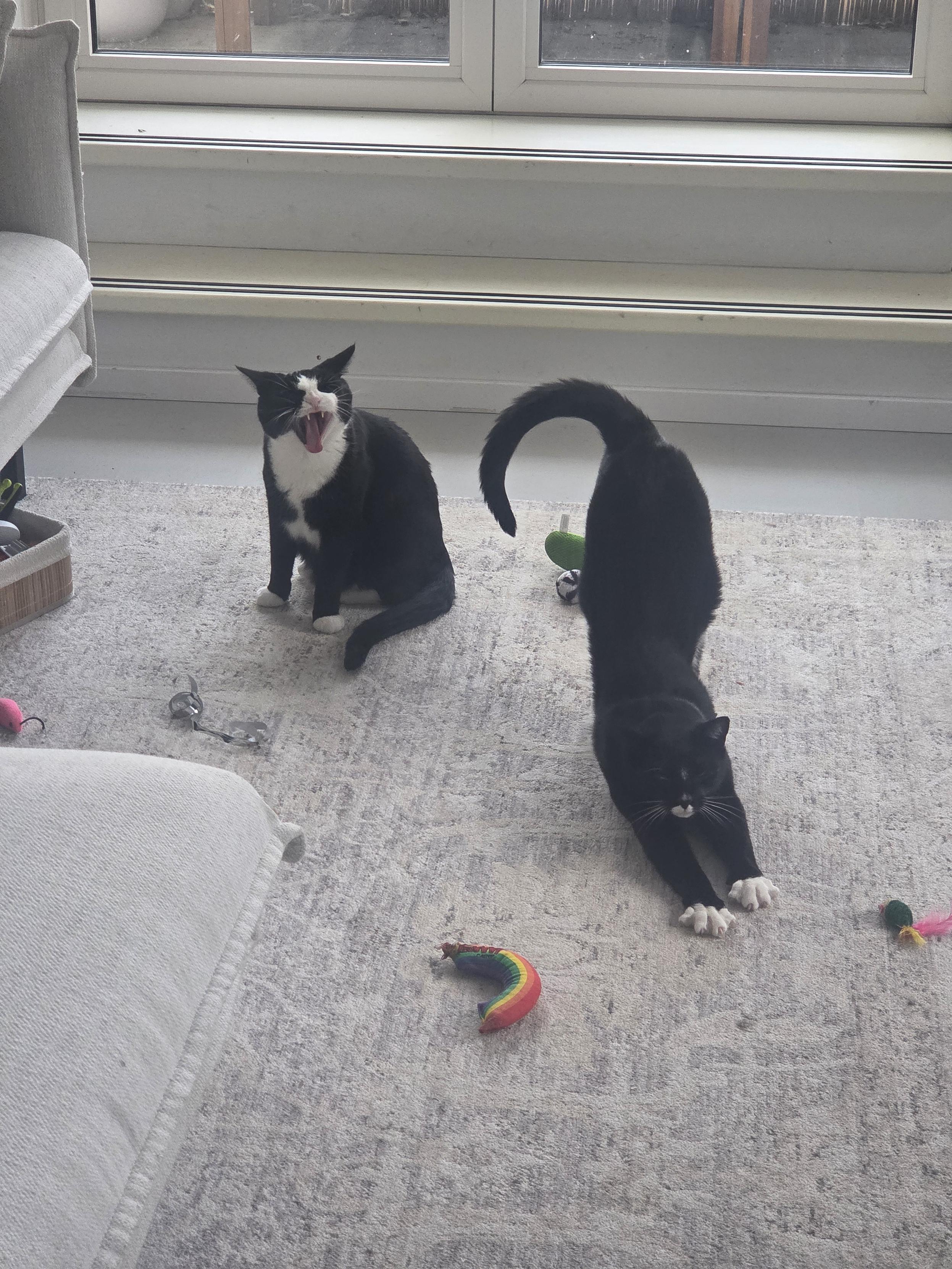Pookie and Wessie the tuxedo cats yawning and stretching. We're all taking it easy today