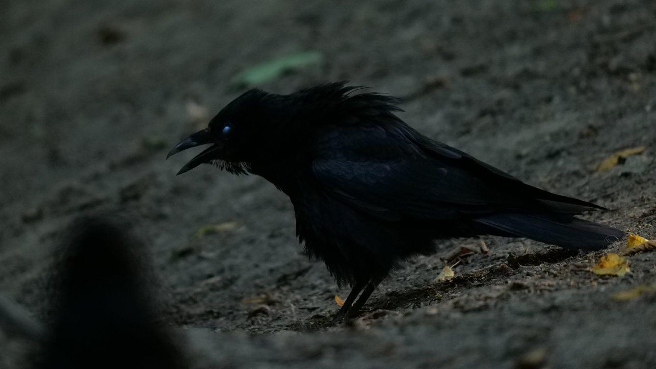 Rowdy looking corvid with his eyes glazed over.