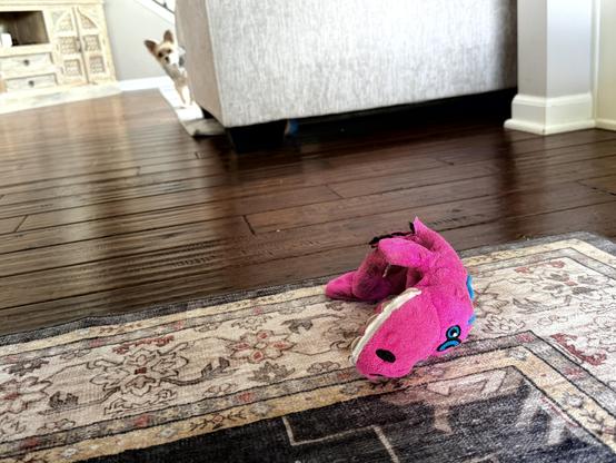 A pink stuffed alligator sits on the corner or a rug behind a couch, with a teacup Yorkie, objectively the worlds cutest dog, peering intently around the couch