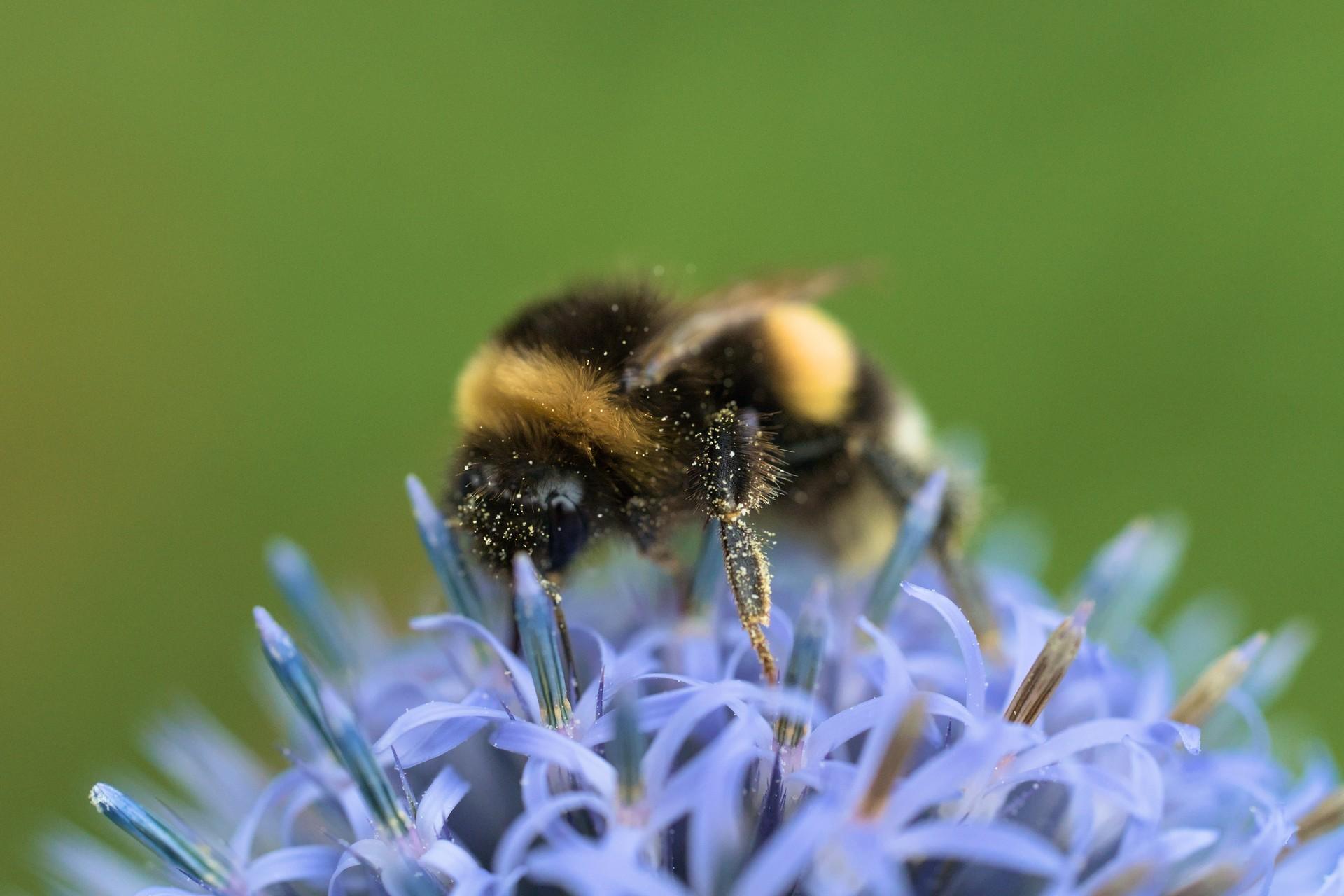 Very close shot of the top of a light blue globe-thistle, upon which sits a black and yellow bumblebee. The background is blurry, out of focus green. The bee is turned to towards the left, with its head, one pollen-covered leg and fuzzy-haired top of its thorax in focus while its abdomen is visible but out of focus.