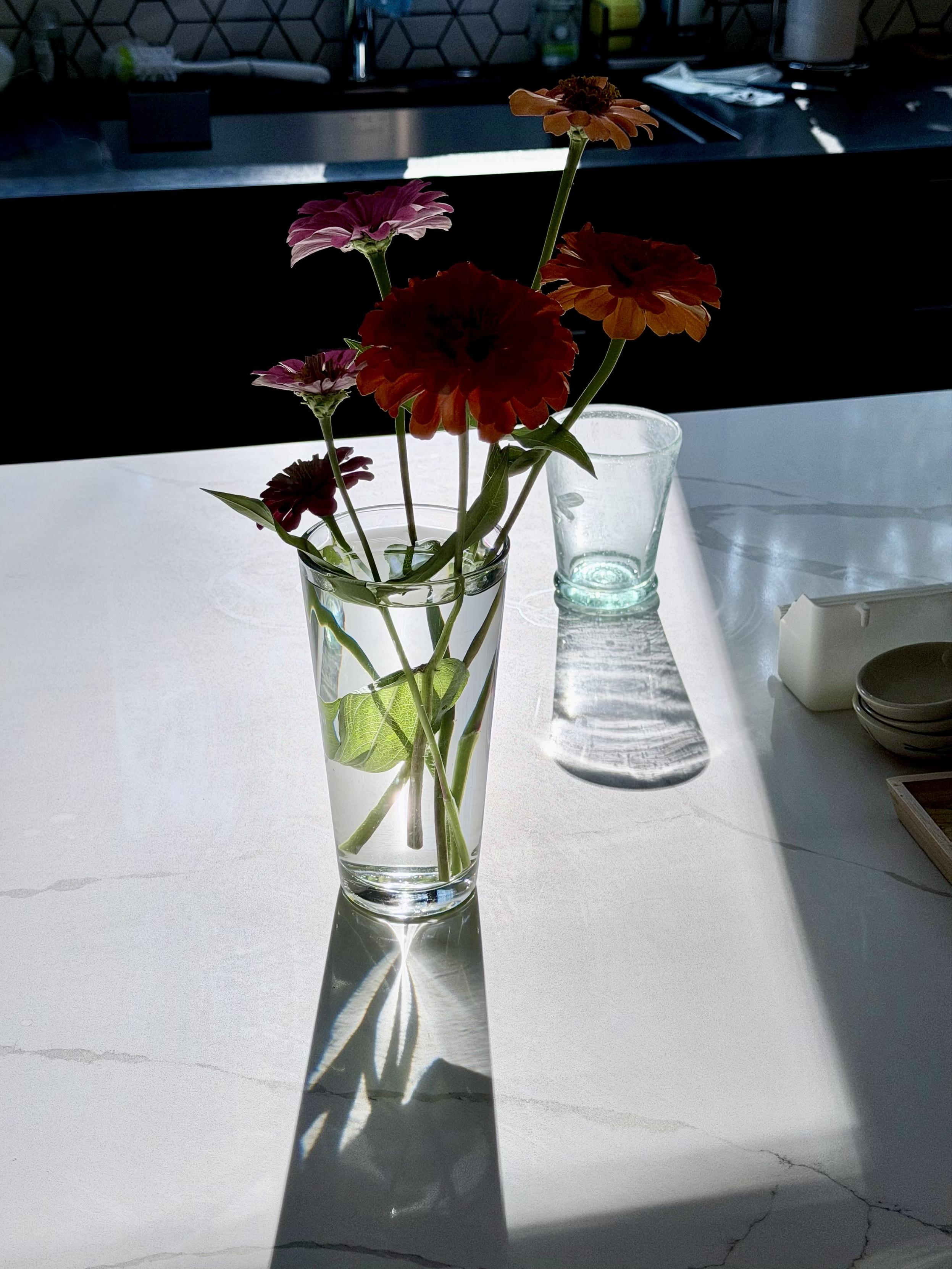 Tall water glass with a few simple flowers backlit by morning sun on a white counter. Stark shadows and sparkling highlights.