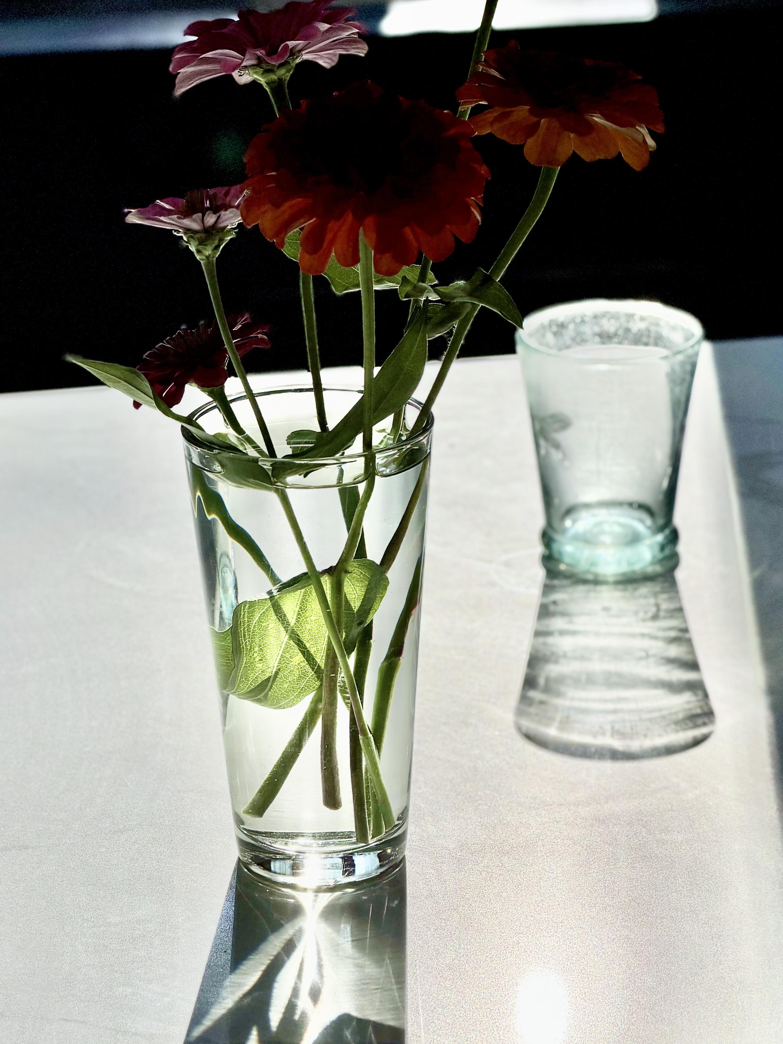 Tall water glass with a few simple flowers backlit by morning sun on a white counter. Stark shadows and sparkling highlights.