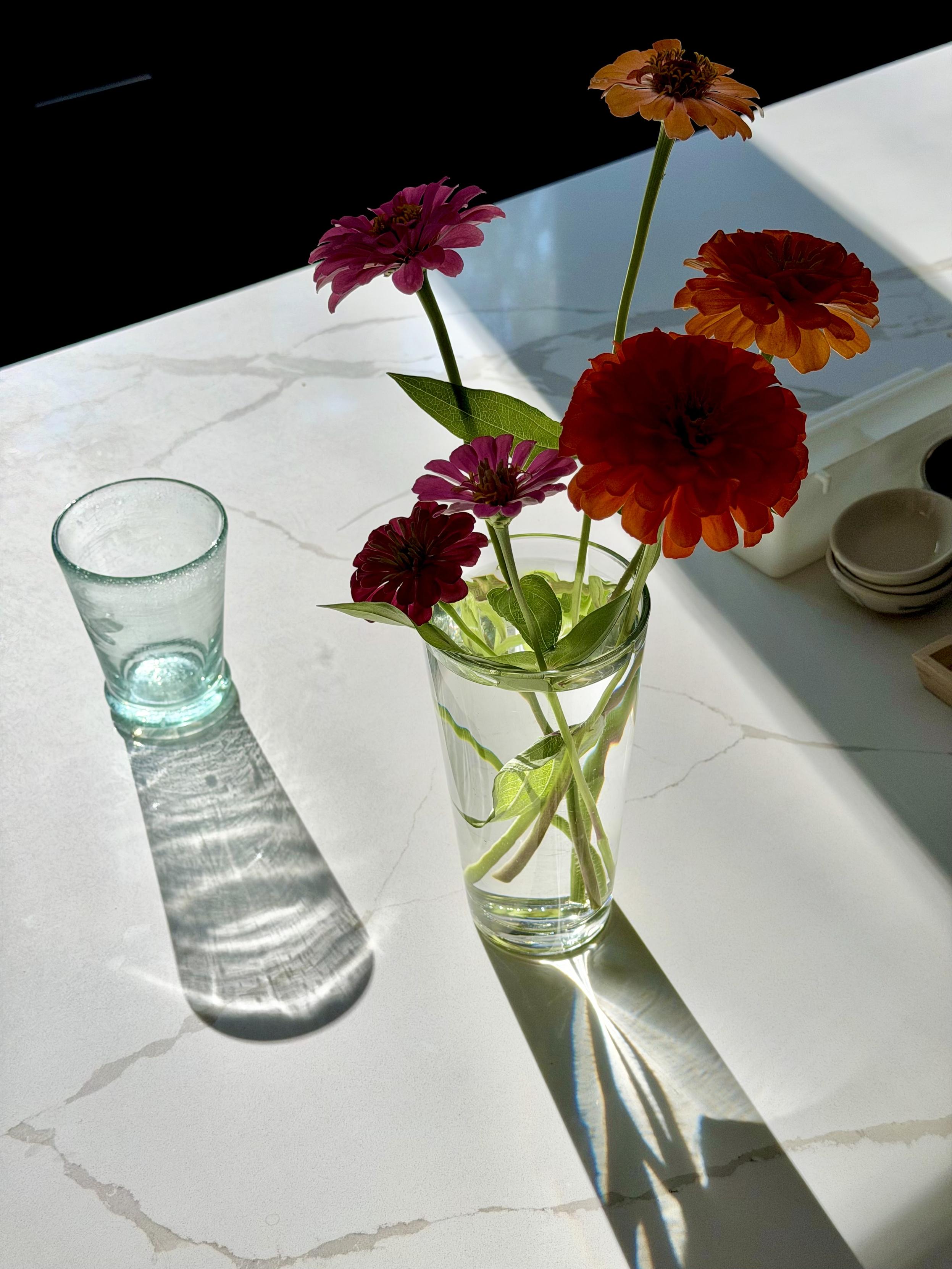 Tall water glass with a few simple flowers backlit by morning sun on a white counter. Stark shadows and sparkling highlights.