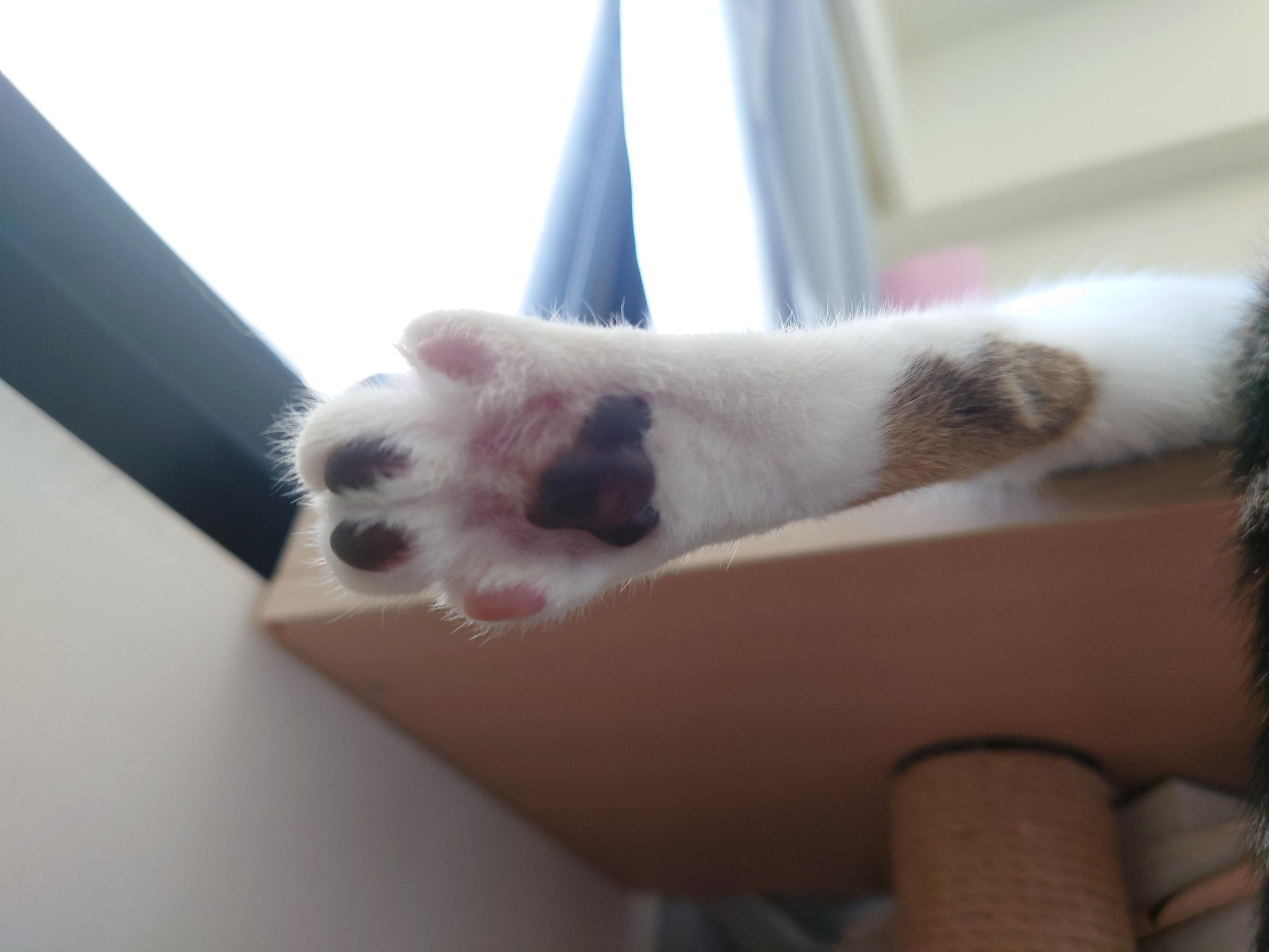 A cat paw hanging off from cat resting on a cat tree.