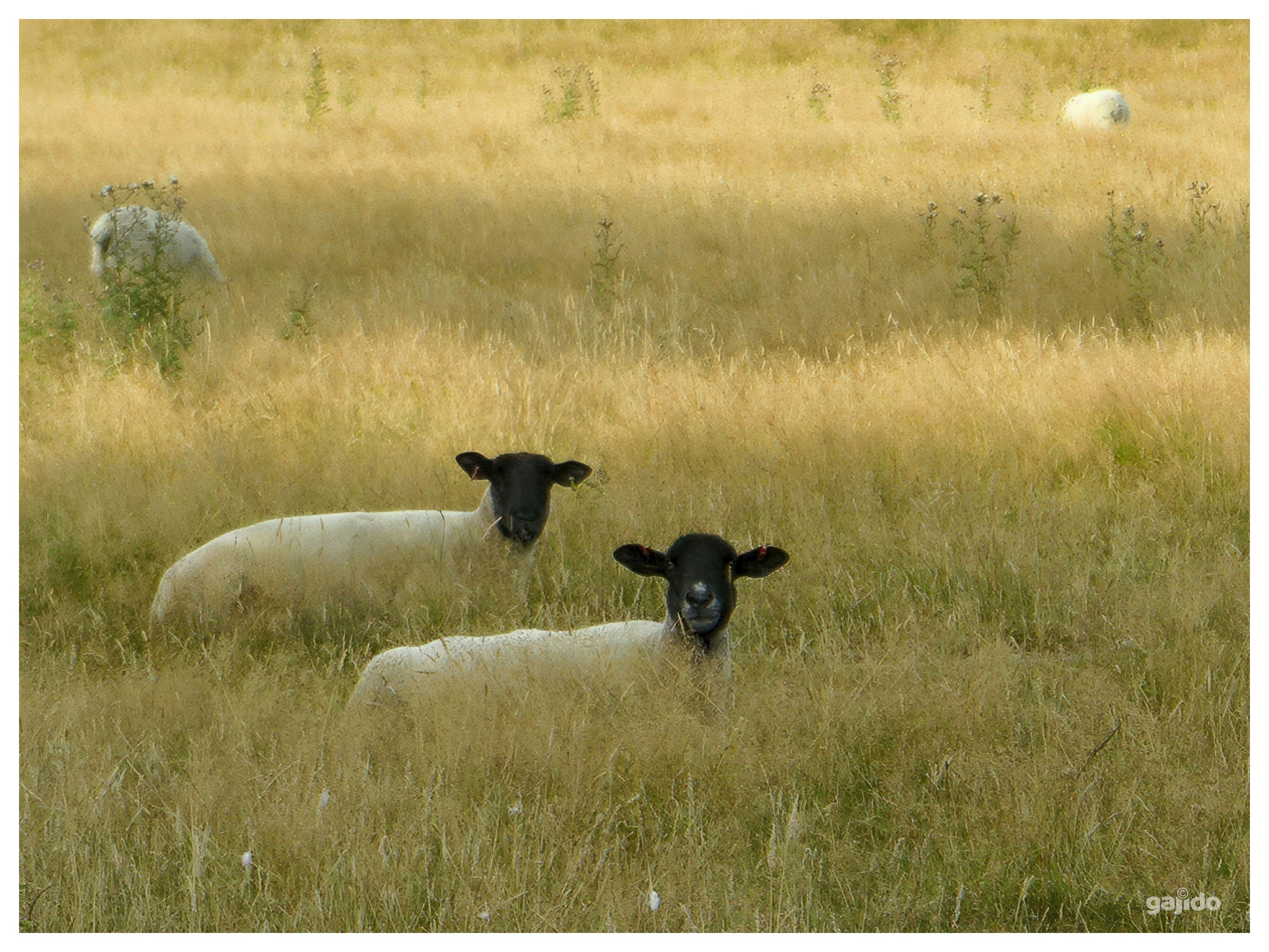 Two Welsh lambs lying in long grass on a cool but very dry August morning.  Angels with dirty faces.