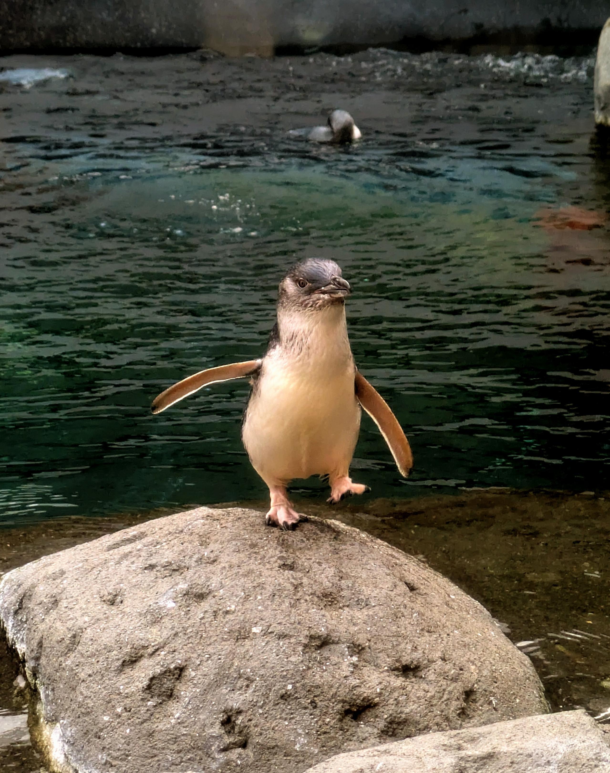 Photo of a little blue penguin standing on top of a rock with one leg swinging out to the side.
