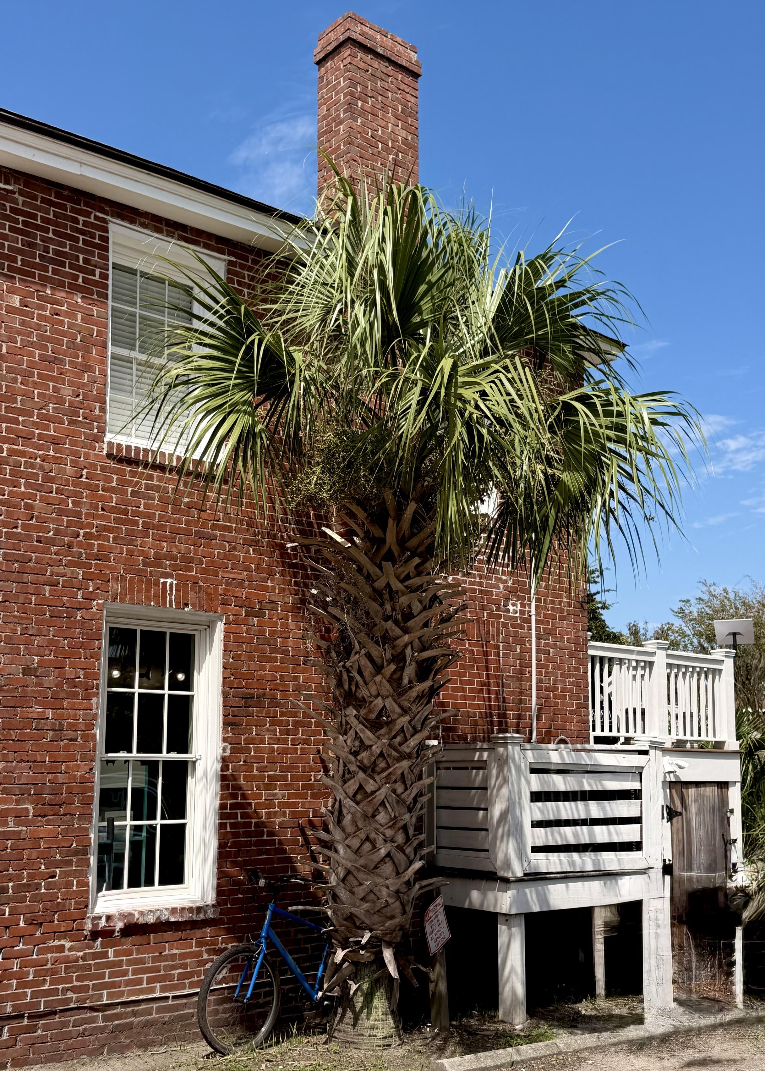 Palmetto tree next to old brick building with a bike parked against it.
