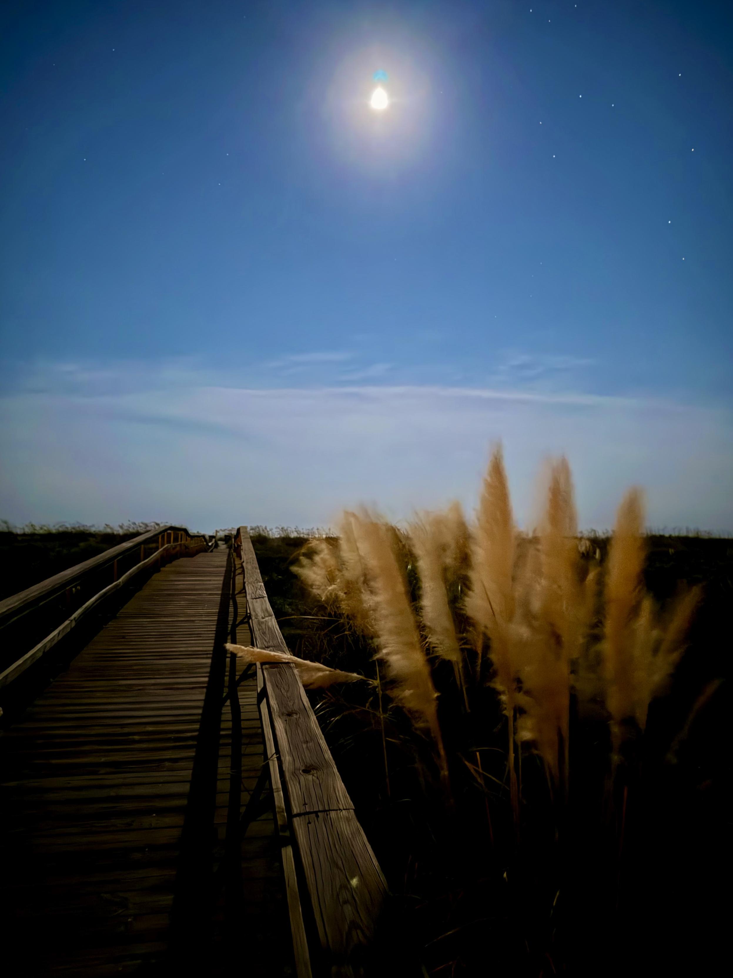 Boardwalk through a marsh in the moonlight.