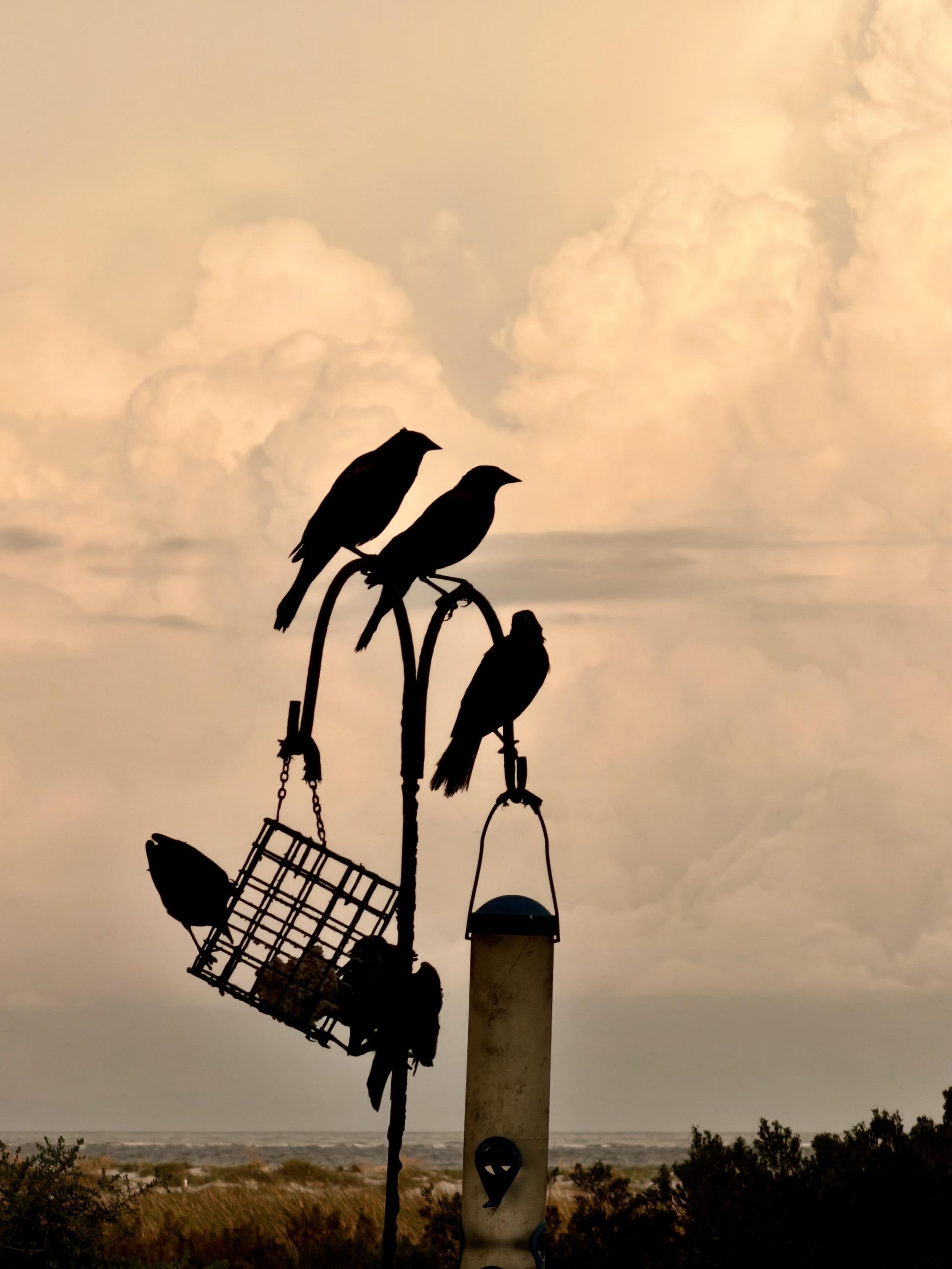 Redwing blackbirds perch before a towering wall of storm clouds lit by the setting sun.