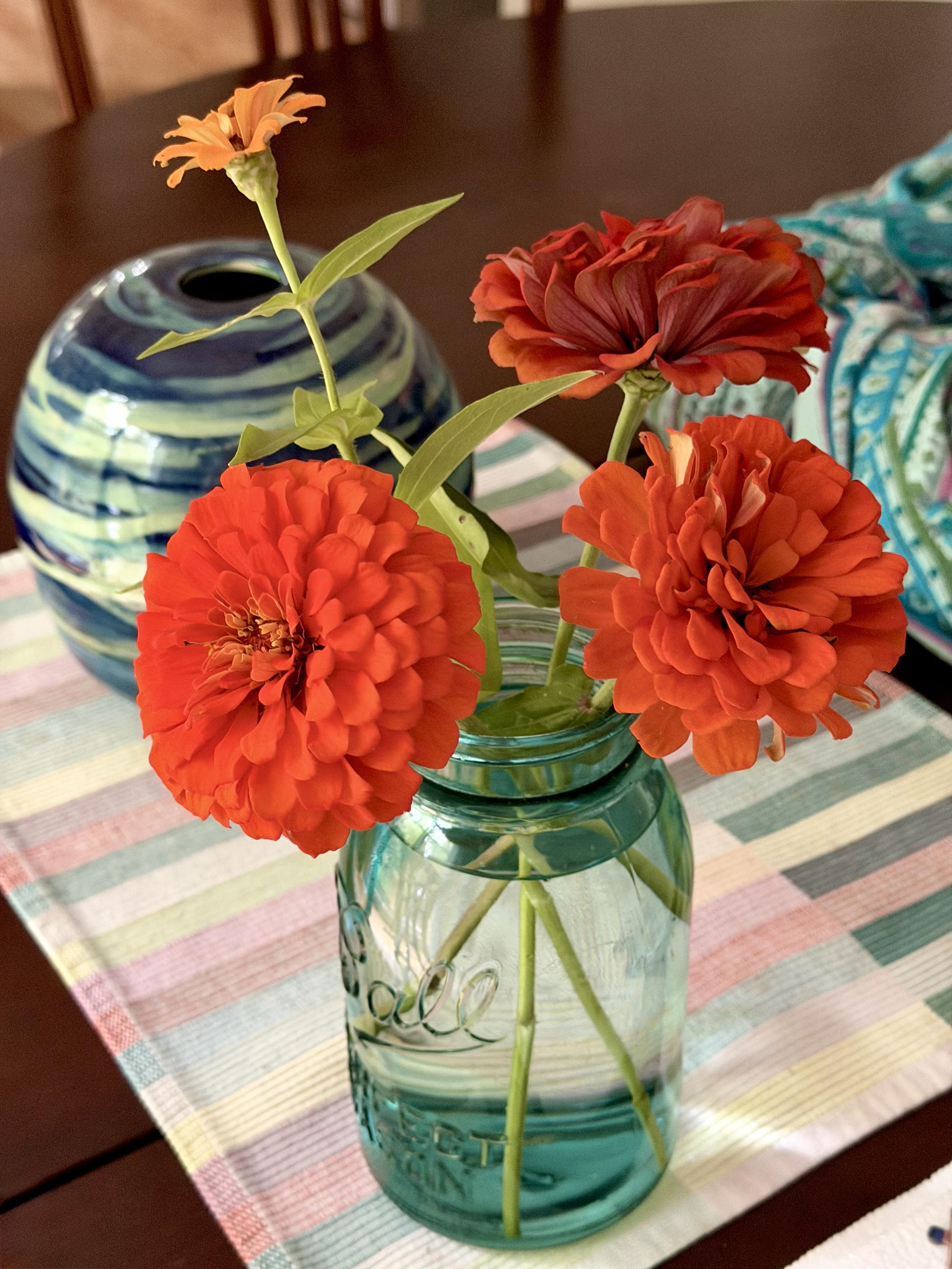 Deep orange zinnias in an antique blue Ball Mason jar. Strong complementary colors.