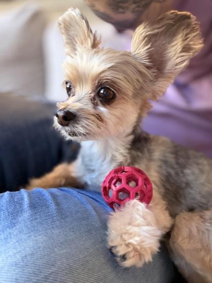 A small tan dog with large ears rests on blue jeans, holding a pink hollow ball.