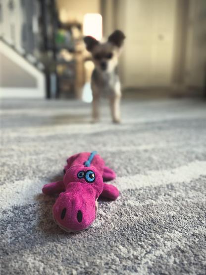 A pink plush toy lies on a gray carpet, a small dog blurred behind it in a hallway.
