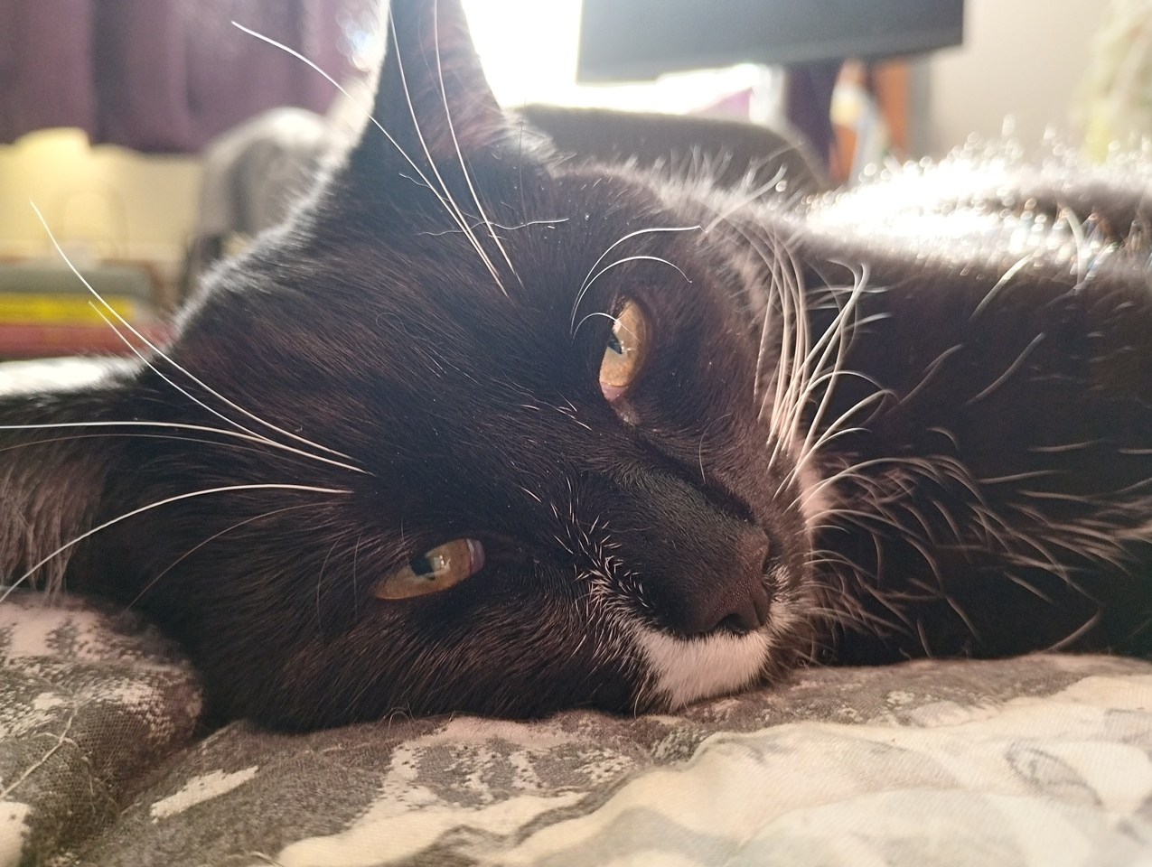 Close up of the sleepy face of a black and white cat, a lot of whiskers