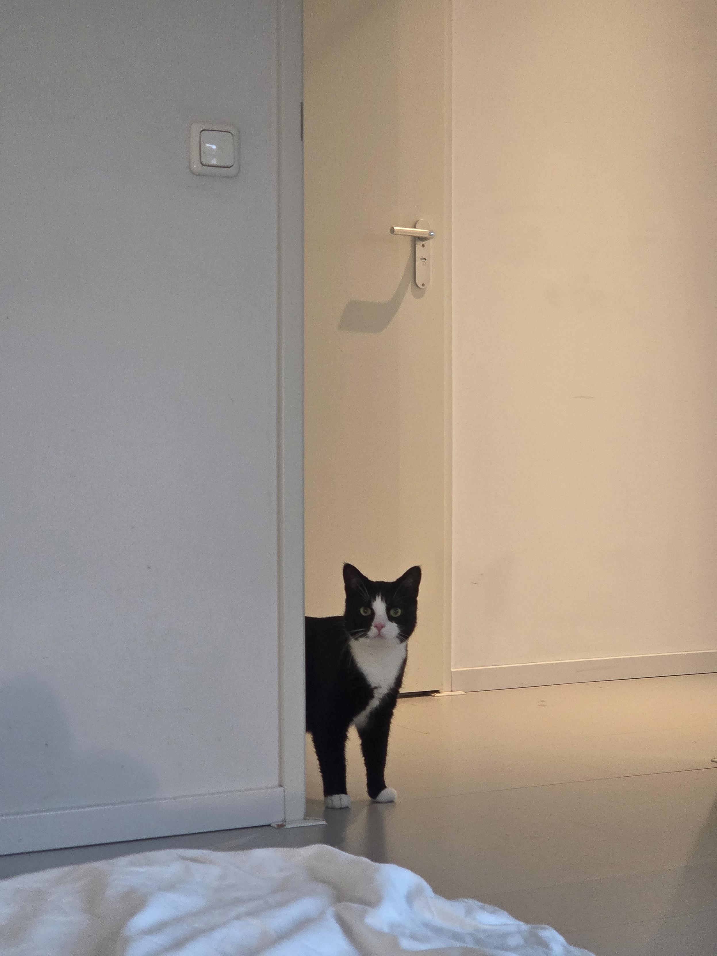 Pookie, a chonky black and white tuxedo cat, standing in the doorway
