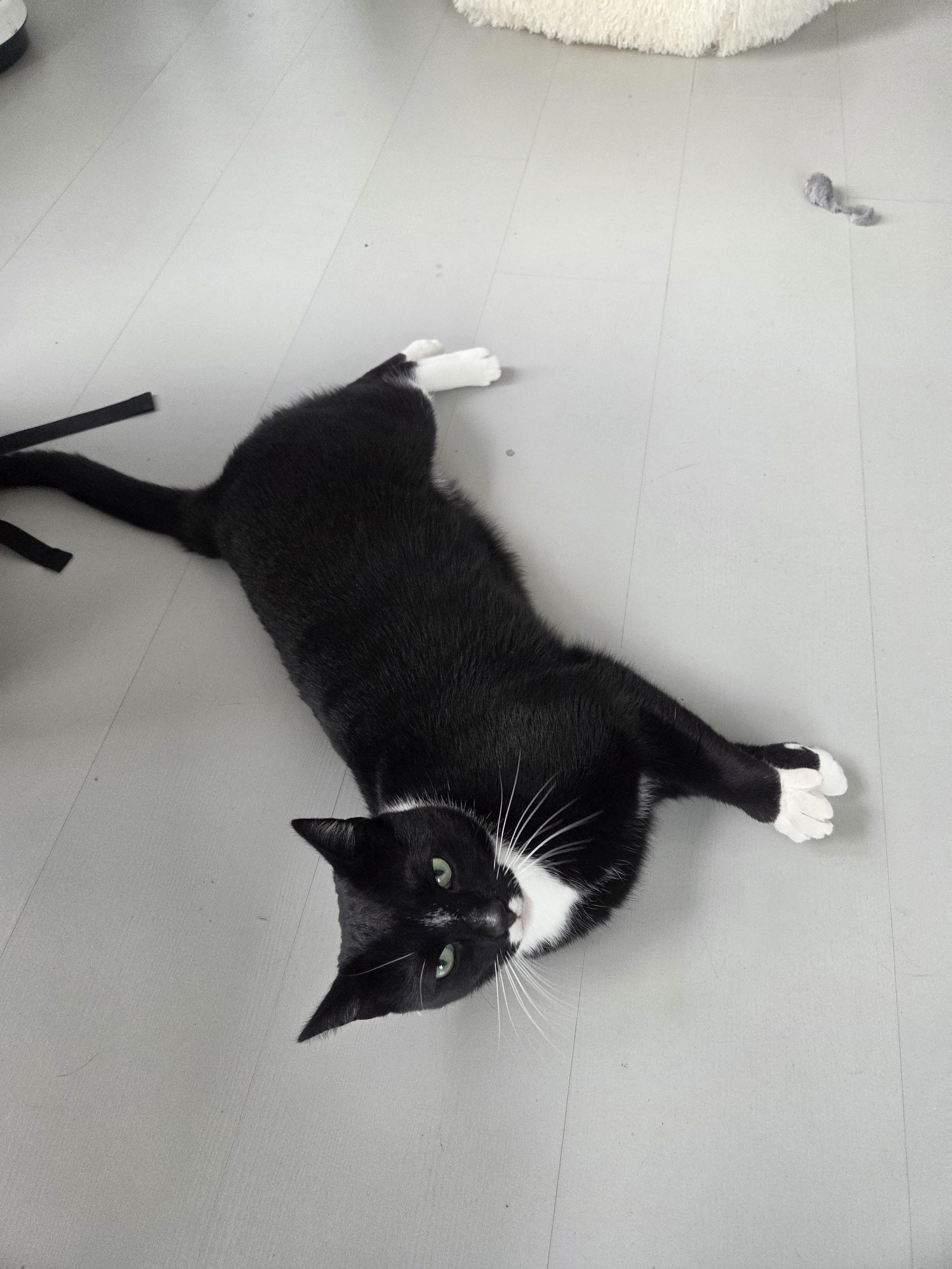 Wessie, a now equally chonky black and white tuxedo cat, laying on the floor